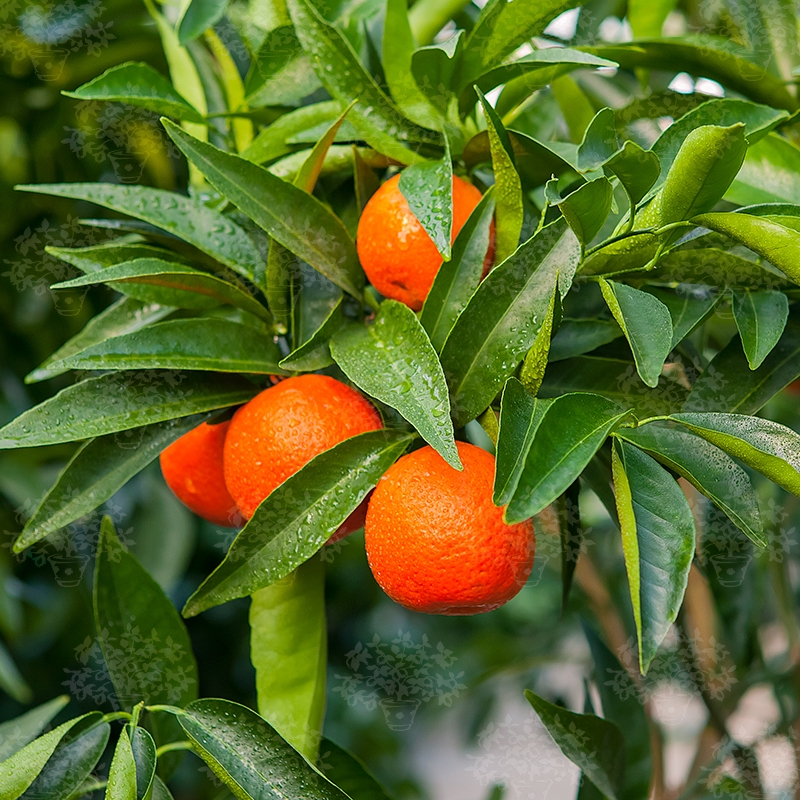 PIANTA DI CLEMENTINO IN FITOCELLA 20 CM h. 130 -150 cm