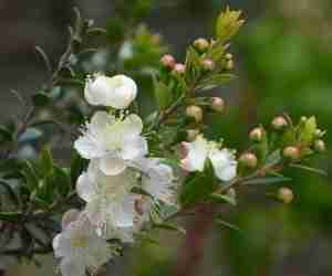 Fiori di mirto