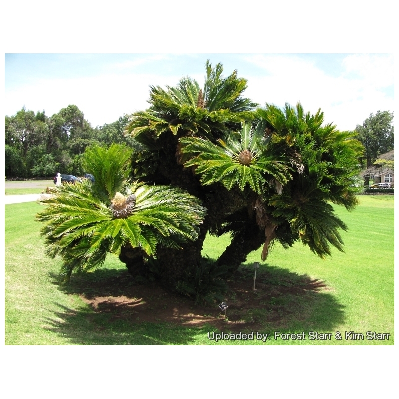 CYCAS REVOLUTA h.80 CM VASO 22 CM PALMA CICAS, PIANTA GIARDINO